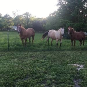 Meet your Posher, Bobby